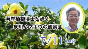 【7月11日開催】海岸植物博士と歩くハマボウの観察会